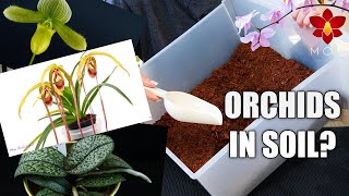 10 Orchids you can Plant in Soil  Orchid Care Tips for Beginners [upl. by Rowe]