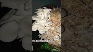 How to grow Oyster Mushrooms at Home🍄shorts growyourownfood mushroom [upl. by Tina497]