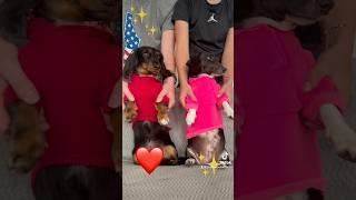 Apt Weenswienerdogs viralvideo dancingdogs comedy funny fyp cute louieandbella [upl. by Osnofedli]