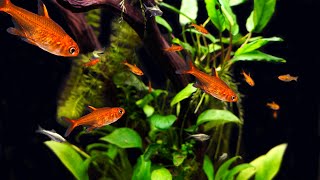 Ember Tetra Care and Breeding A Tiny Tetra with Show Stopping Color [upl. by Acker]