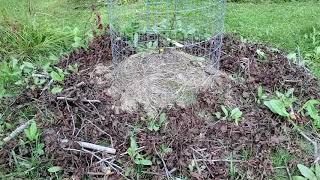 Building a Fruit Tree Mound for Wet Soil and Creating Own Root Fruit Trees Part 1 [upl. by Neeluj]