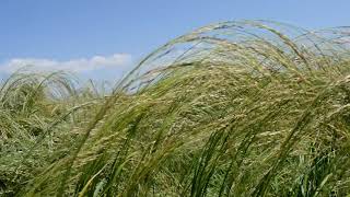 Teff Eragrostis tef is a gluten free staple food grain in Ethiopia [upl. by Ailem826]