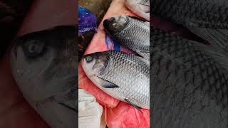 Large Size carp fish catches from lake  weight 20kg [upl. by Anelej]