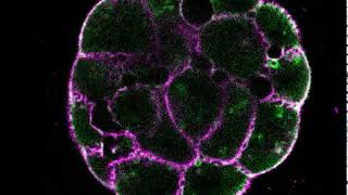 Blastocoel formation [upl. by Enyale387]
