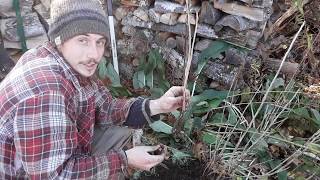 Mound Layering Currants  Plant Propagation [upl. by Omrellug861]