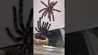 P Metallica tarantula breeding attempt Does he survive [upl. by Nare]