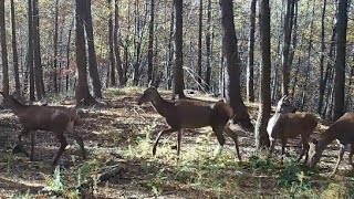 Wzgórza mają oczy  jelenie na wzgórzach [upl. by Findley331]