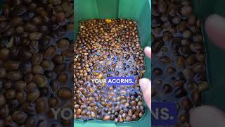 Only some acorns float [upl. by Kaela]