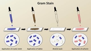 Classification of Bacteria Antibiotics  Lecture 1 [upl. by Ellison]