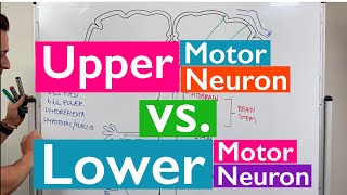 guyton chapter 56 part 3 rubrospinal tractcorticorubrospinal tractRed nucleusmotorphysiology [upl. by Dulcine]