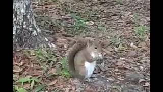 Squirrel Eating Sour Cream amp Onion chips 😋🐿 [upl. by Grube]