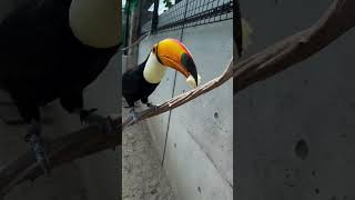 Toucan Bird Being Feed With Banana birds birdcommunity birdwatching birdslover birdsanctury [upl. by Annatnom983]