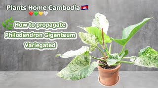 How to propagate a Philodendron Giganteum Variegated🪴🤍💚📸🇰🇭 [upl. by Ellan]