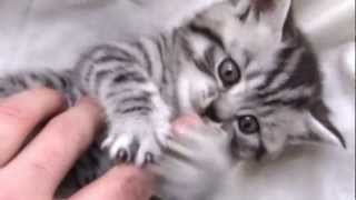 British Shorthair Silver Tabby [upl. by Eninnaej900]