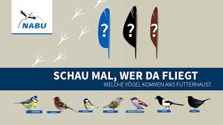 Top 10 Diese Vögel kommen ans Futterhaus [upl. by Fredrick]