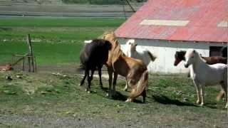 A 3 year old stallion meets the mares hell take care of in the summer of 2012 [upl. by Laina685]