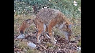 Coyotes defecating urinating scrape marking on well used coyote trail Sept 2024 626pm [upl. by Wamsley607]