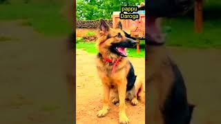 pappuDaroga comedy pappucomedy funny shortvideo pappudaroga806 [upl. by Arst]