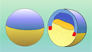 GASTRULATION OF AMPHIBIANS FROG PhDWallahGamer gastrulation amphibia [upl. by Pawsner]