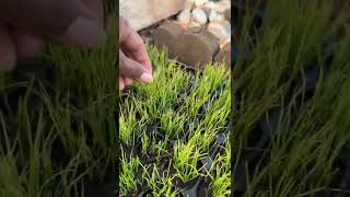 Fescue Grass Plugs in the Summer  Rhizomatous Tall Fescue [upl. by Anialad]