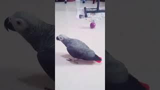 Chikkus play time  malayalam talking parrot  African grey parrot  shorts [upl. by Noemad]