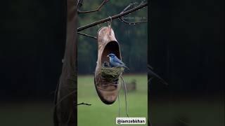 Bird in a Shoe With Her Babies [upl. by Stratton]