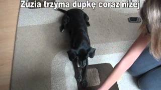 Jak nauczyć psa quotczołgaj sięquot  How to teach your dog to crawl [upl. by Jaquelin]