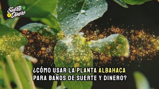 ¿Cómo usar la planta Albahaca para baños de suerte y dinero [upl. by Jephum]