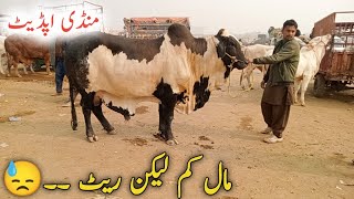 2 visit in Multan mandimultan cow mandi updateMultan mandi kasimultan vs shiekh wahan rate farq [upl. by Lakim409]