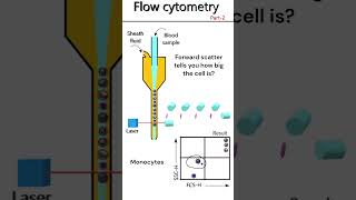 Flow Cytometry Principle Part 2 animation [upl. by Merow]