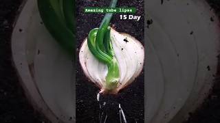 Growing onion🌰🌰 in 28 daysgarden agriculture farming viral short plants timelapse [upl. by Elram]