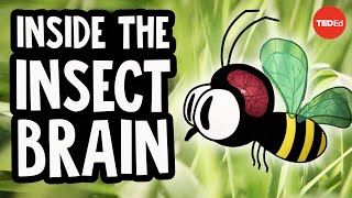 Why the insect brain is so incredible  Anna Stöckl [upl. by Seline]