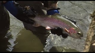 First Day of Preseason Trout Stocking in Pennsylvania 2024 BRoll [upl. by Adiraf407]