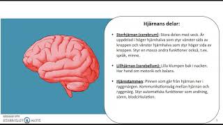 Biologisk psykologi  del 1 [upl. by Ahsenek]