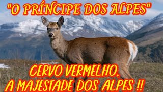 quotO PRÍNCIPE DOS ALPESquot CERVO VERMELHOA MAJESTADE DOS ALPES SUÍÇOS [upl. by Bernice]