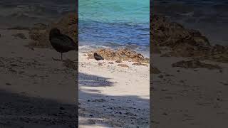 Variable oystercatchers on the beach birds NZendemic wildlife NewZealandBirds oystercatcher [upl. by Ydnamron758]