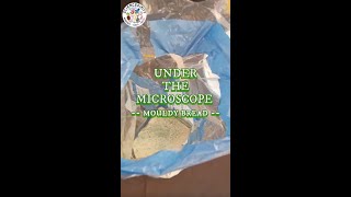 Under the Microscope  Mouldy Bread [upl. by Elrahc620]