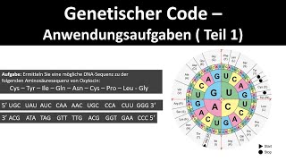 Genetischer Code  Code Sonne  Anwendungsaufgaben Teil 1  Biologie Genetik Abitur [upl. by Myrtice]