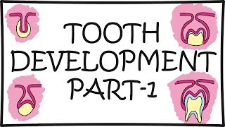 Tooth Development Odontogenesis Part1 [upl. by Otinauj]