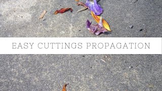 How to make a cuttings propagation box  low cost and easy [upl. by Frayda]