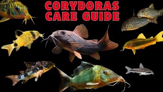 Corydoras catfish care Guide corydorascatfishare corydorascatfish [upl. by Briano]