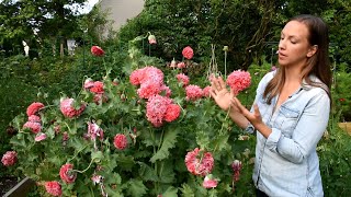 How to Sow Breadseed Poppies Why to Grow Poppies for Cut Flowers  Favorite Poppy Varieties [upl. by Rachel314]