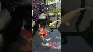 Beautiful Japanese style Koi Pond in the UK [upl. by Constantina]