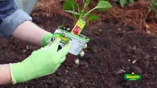 How to Plant Peppers [upl. by O'Connor]