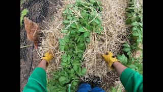 Hilling Potatoes with Straw [upl. by Nord]