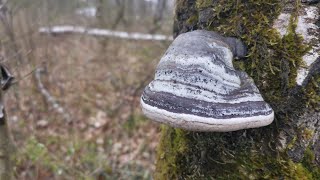 Kav mantarı Fomes fomentarius [upl. by Helge]