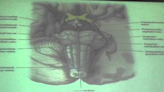 ◄╣ Neuroanatomy ♦ 8 Medulla Oblongata ╠► [upl. by Haduhey]