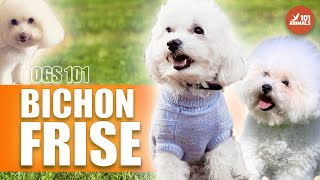 The Adorable BICHON FRISE Dog  Breed History 101 [upl. by Chadburn]