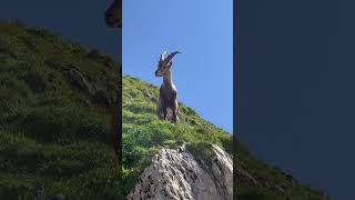 Ein junger Steinbock🫶neugierig schaut er zu uns🙏mein Kanal🍀Bergwelt Schweiz🇨🇭💫🇨🇭 [upl. by Noirrad]