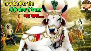 गाय के किस अंग में है कौन से देवता का बासGau Mata Mein kaise hua Hindu Devi devtaon ka vas kahani [upl. by Angelo]